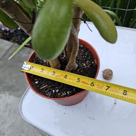 Ruby Jade - Picture 6 of 7